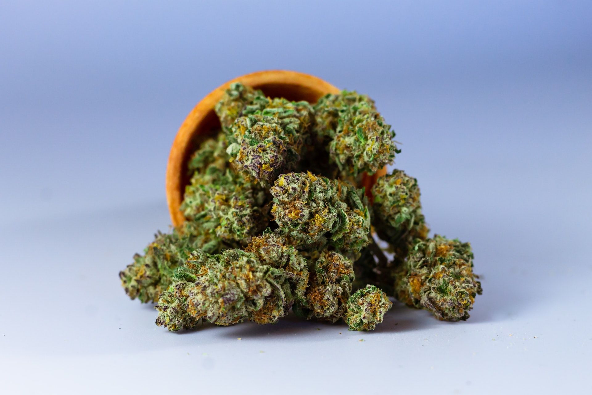 Dosidos cannabis strain